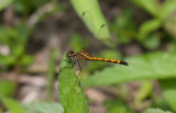 Seaside Dragonlet.jpg