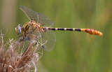 Eastern Ringtail.jpg