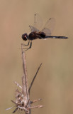 Marl Pennant.jpg