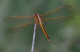 Needhams Skimmer.jpg