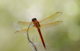 Needhams Skimmer 1.jpg