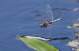Blue Dasher.jpg