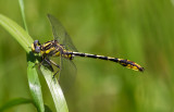 Sulphur-tipped Clubtail 1.jpg