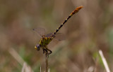 eastern ringtail.jpg