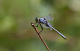 eastern pondhawk.jpg