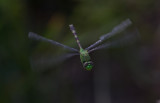in flight.jpg