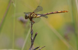 broad striped forceptail.jpg