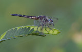 blue dasher female.jpg