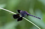 band-winged dragonlet.jpg