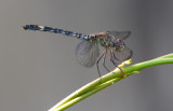 checkered setwing 2.jpg