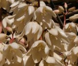 Yucca treculeana