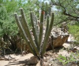 The large Stetsonia in its new home at BTA