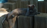 Smokey the BTA Kitty