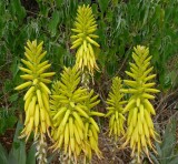 Aloe vacillans