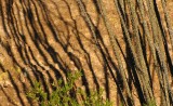 Ocotillo and Shadows
