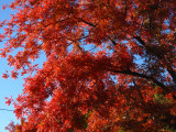 A Very Red-Colored Chinese Pistachio Above the Lake