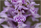 gevlekte Orchis - Dactylorhiza maculata