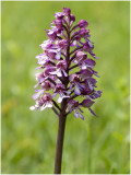 Hybride: Soldaatje x Purperorchis - Orchis militaris x Orchis purpurea