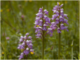 Soldaatje - orchis Militaris