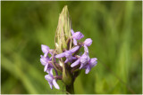 grote Muggenorchis - Gymnadenia conopsea