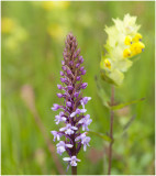 grote Muggenorchis - Gymnadenia conopsea