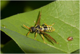 Helmkruidbladwesp - Allantus scrophulariae