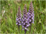grote Muggenorchis - Gymnadenia conopsea