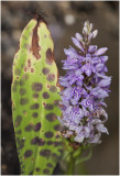 gevlekte Orchis - Dactylorhiza maculata