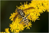 Gewone wesp - Vespula vulgaris