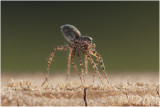 Wolfsspinachtige - Pardosa - ballooning