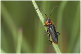 zwart Soldaatje - Cantharis fusca