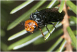 Staalblauwe spinselbladwesp - Acantholyda erythrocephala