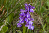 Harlekijn - Anacamptis morio