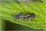 Echte bladwesp - Tenthredinidae