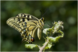Koninginnepage - Papilio machaon