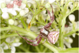 paarse Krabspin - Thomisidae soort