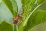 Zuringwants - Coreus marginatus