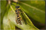 grote Knoopwesp - Cerceris arenaria