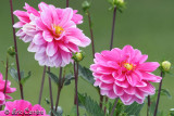 7D + Canon converter 1.4 x III @ 400 mm...Equivalent 900 mm.