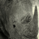 Wild Life : Etosha - Namibia