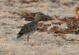 Whimbrel - Regenwulp