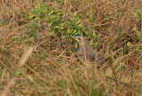 Plain-backed Pipit - Bruinrugpieper