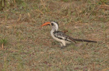 Red-billed Hornbill - Roodsnaveltok