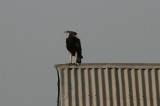Long-crested Eagle - Afrikaanse Zwarte Kuifarend