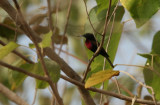Scarlet-chested Sunbird - Roodborsthoningzuiger
