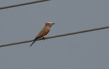 Rufous-crowned Roller - Roodkruinscharrelaar
