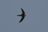 Pallid Swift - Vale Gierzwaluw