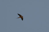 Red-breasted Swallow - Roodborstzwaluw
