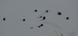 Long-tailed Starling - Langstaartpurperspreeuw