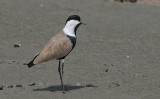Spur-winged Lapwing - Sporenkievit